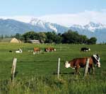 cowpasture.jpg